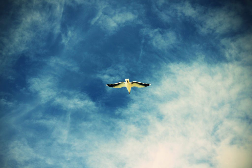 oiseau dissolve therapy lyon
